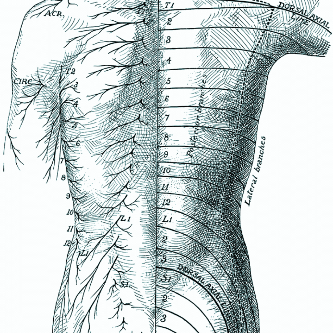 close up of massage on back pressure points