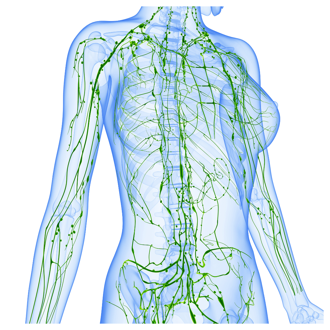 lymphatic system diagram